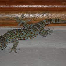 How does a lizard get into your home? How To Rid Your Home Of Lizards Dengarden
