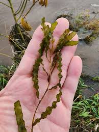 Image result for Potamogeton crispus
