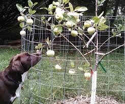 Grafting joins a lower rootstock portion of a fruit tree with the scion portion of another variety of fruit tree. Grafting A Multi Variety Apple Tree 10 Steps With Pictures Instructables