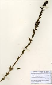 Image result for Alectra rigida