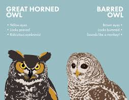 Something Wild How Owls Spend The Winter New Hampshire Public Radio Owls are some of the most majestic, beautiful creatures on earth. how owls spend the winter