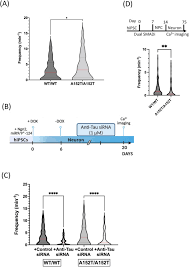 MAPT-A152T mutation drives neuronal hyperactivity through Fyn-NMDAR  signaling in human iPSC-Derived neurons: Insights into Alzheimer's  pathogenesis