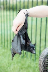 Baby Bats Baby Bats Cute Bat Animals Wild