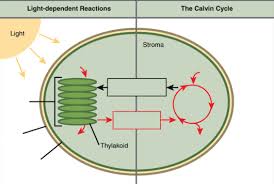 Product of the light dependent reaction that goes to the calvin cycle to. Light Dependent Reactions And The Calvin Cycle Diagram Diagram Quizlet