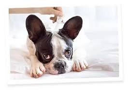 Veillez alors à les débarrasser de puces en les lavant. Comment Tuer Les Puces De Mon Chien 5 Etapes Cruciales Blog