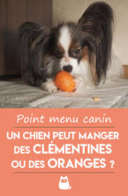 Mon Chien Peut Il Manger Des Clementines Ou Des Oranges Alimentation Naturelle Nourriture Chien Chien Alimentation Chien