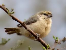 Image result for Porodisculus pendulus