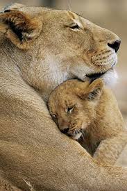 Best Mom In The World Animals Cute Animals Wild Cats
