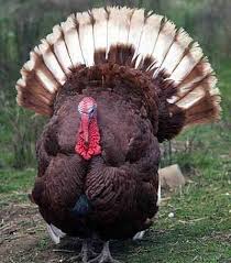 O Vermelho De Bourbon Tonalidade Do Uisque E Uma Raca Do Peru Domestico Nomeado Para Sua Plumagem Avermelhada Origi Pet Birds Animals Beautiful Turkey Breeds