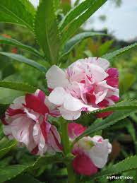Pin On Gardening The Awesome