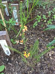 Image result for Crotalaria phylicoides