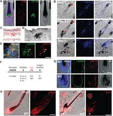 Be especially wary when you see the scores of the movie. Pnkp Is Required For Maintaining The Integrity Of Progenitor Cell Populations In Adult Mice Life Science Alliance