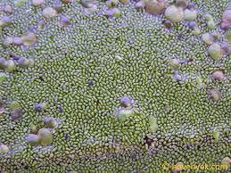 Image result for Wolffia arrhiza