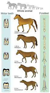 In this wizerme you will explore how 3 fields of study provide support for evolution, the change of species over time. Evidence For Evolution Ck 12 Foundation