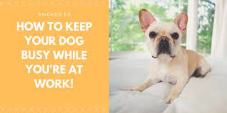 Dogs also love water and can divert their attention for quite some time until you get home. 10 Easy Ways How To Keep A Dog Busy While At Work Awokenk9