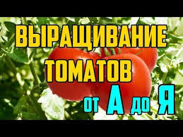 выращивание огурцов в открытом грунте от а до я 4807 Vyrashivanie Tomatov V Otkrytom Grunte Ot A Do Ya Rassada Pomidor Youtube V 2020 G Vyrashivanie Tomatov Vyrashivanie Perca Pomidory