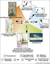 Image result for Striga chrysantha