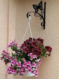 We did not find results for: Nature Plant Purple Pink Flower English Geranium Garden Background Colors Ornamental Plants Hanging Flower Pot Pikist