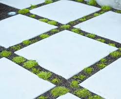 What To Plant Between Pavers? : R/Nolawns