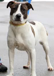 Black And White Hound Mix Dog Hi I M Fettuccine I M A 2 Year Old Spayed Female Brindle With White Hound Mix Animals Puppies Dog Adoption