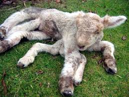 Decades after the nuclear disaster of chernobyl, wildlife and wild animals are thriving in the radioactive chernobyl exclusion. Five Unknown Facts About Chernobyl Shocking Photos Of Animal Mutants