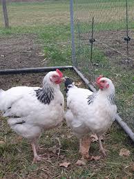 Création d'un conservatoire de volailles françaises
