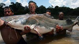 The Giant Catfish That Eats Humans Knowledgenuts