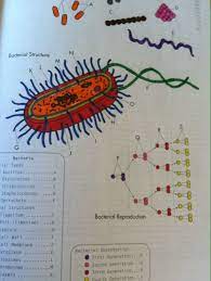 Download The Princeton Review Biology Coloring Workbook By Dr I Edward Alcamo Simple Black White Illustr Coloring Books Anatomy Coloring Book Coloring Book Download
