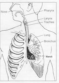 Respiratory System Labeled Human Respiratory System Respiratory System Human Body Systems