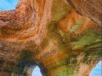 Pin By Melanie Schollmann On Wunderschone Welt Natural Wood Tree Plants