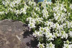 But what it lacks in height, it makes up for in spread, forming a dense mat that reaches around a foot. Top 10 Colorful Ground Cover Plants For Your Garden Birds And Blooms