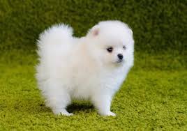 Maybe you would like to learn more about one of these? Buy Dogs In Dubai Best Pet Shop Dubai Puppies For Sale In Dubai
