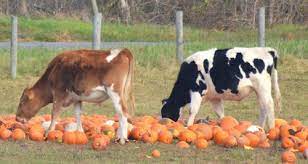 Cows Eat Pumpkins Too Cow Animals Creatures