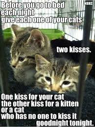 Pin On More Cats Please