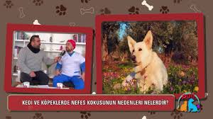 Kedi Ve Kopeklere Asi Alerji Yapar Mi Empati Akademi Hayvan Hastanesi