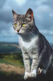 White And Black Cat On Green Grass Field Photo Free Animal Image On Unsplash Cat Pose Cat Pics Pets
