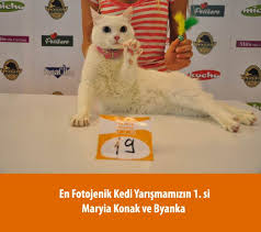 Kedi1 Jpg 640 568 Kedi
