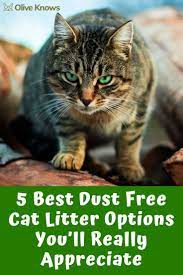 5 Best Dust Free Cat Litter Options You Ll Really Appreciate Oliveknows Free Cats Cat Litter Dust Cats