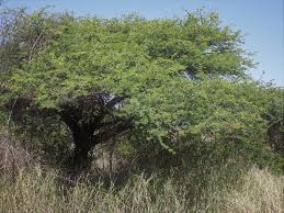 Image result for Acacia erioloba