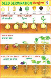 Seed Germination Seed Germination Seed Germination For Kids Charts For Kids
