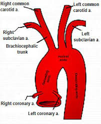 Atrium is an upper compartment of the heart. Http Ksumsc Com Download Center Archive 1st 436 2 20musculoskeletal 20block Team 20work Anatomy 13 Vascular 20of 20upper 20limb Pdf