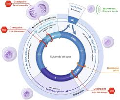 Some of this increase is thought to be due to improvements in diagnosis and registration ; Targeting Cell Cycle Proteins In Brain Cancer Sciencedirect