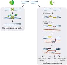 The fishbone diagram, also known as an ishikawa diagram, identifies possible causes for an effect or problem. Frontiers Studying Dna Double Strand Break Repair An Ever Growing Toolbox Molecular Biosciences