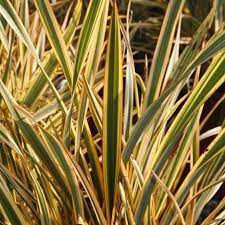 Phormium Golden Ray New Zealand Flax Evergreen Shrub New Zealand Flax Evergreen Shrubs Flax Plant
