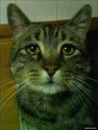 images?q=tbn:ANd9GcSS35faEW6rgk4FRSQDPkNVBTApiOI0yhpGodfzeRAR3AAUjcQi