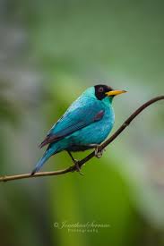 Green Honeycreeper Beautiful Birds Pretty Birds Blue Bird
