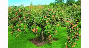 Comment Choisir Son Arbre Fruitier Arbre Fruitier Fruitier Arbre