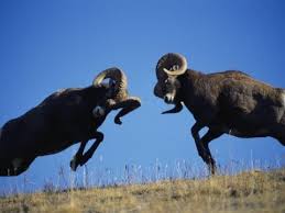 Insane Animals Rams Fight And Mate Animals Big Horn Sheep Animal Art