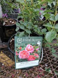 Breeders of the english roses. Austin Roses At Lowe S