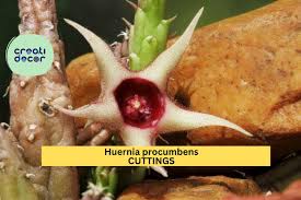 Image result for Huernia verekeri